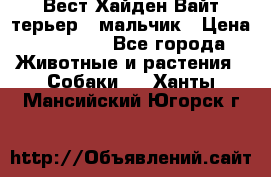 Вест Хайден Вайт терьер - мальчик › Цена ­ 35 000 - Все города Животные и растения » Собаки   . Ханты-Мансийский,Югорск г.